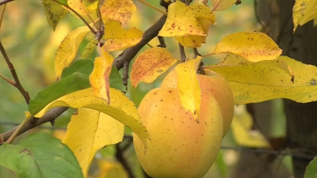 Pommes BIO GOLDRUSH des Vergers des Savoies, acidulées, croquantes, sucrées.